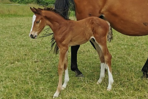 horse